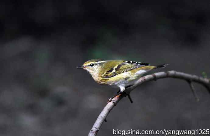 黄眉柳莺（21）
