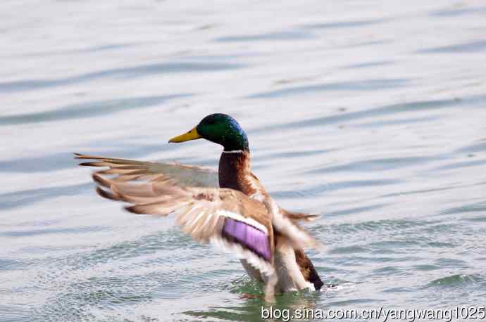 绿头鸭（2）