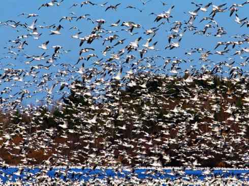 自然奇观：动物大迁徙(游禽)
