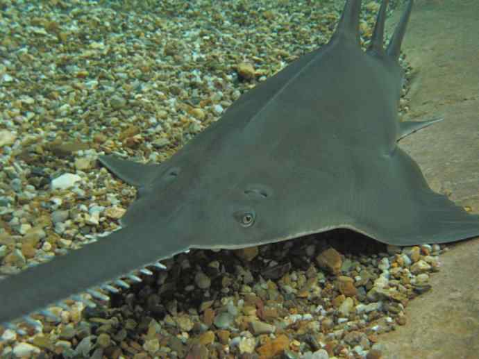 鱼类活化石:锯鳐 鱼类活化石:锯鳐