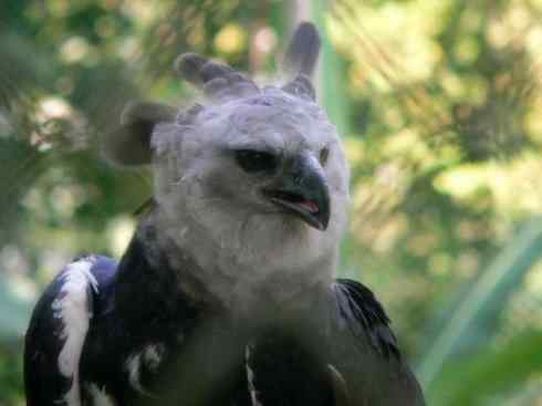 十大喜食蜂蜜动物:凤头蜂鹰 十大喜食蜂蜜动物:凤头蜂鹰