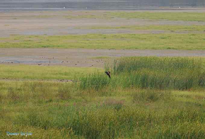 牛鹭两相伴 wbr景鸟一镜收 牛鹭两相伴 wbr景鸟一镜收