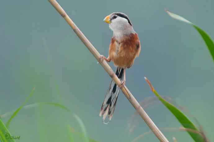 震旦鸦雀:芦野中的超然隐士* 震旦鸦雀:芦野中的超然隐士*