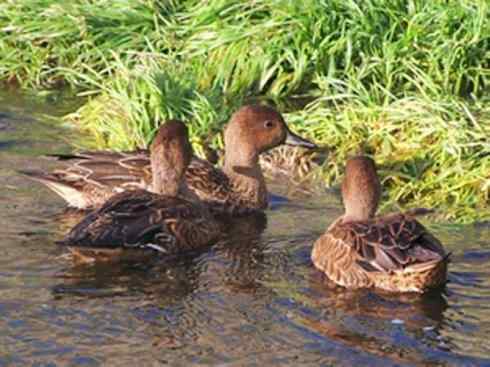 欣赏:美丽的钻水鸭5 欣赏:美丽的钻水鸭5