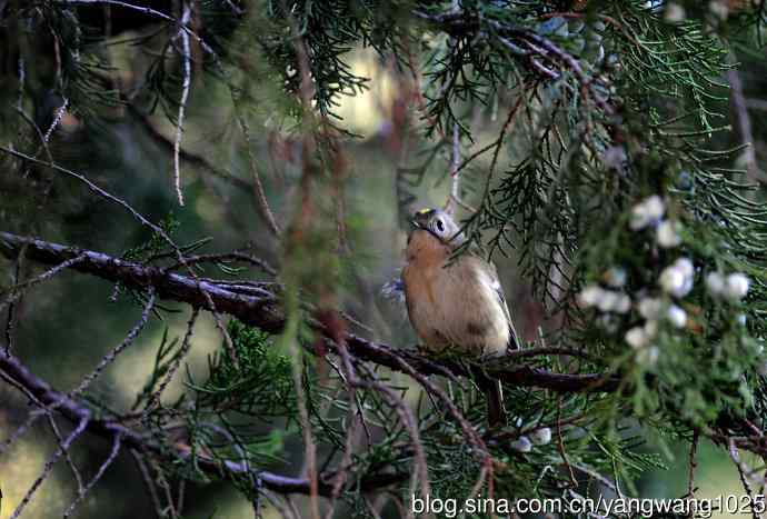 戴菊鸟(4) 戴菊鸟(4)