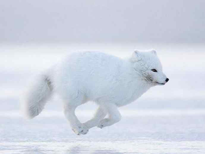 犬科：狐亚科之北极狐（雪鸮、雷鸟）