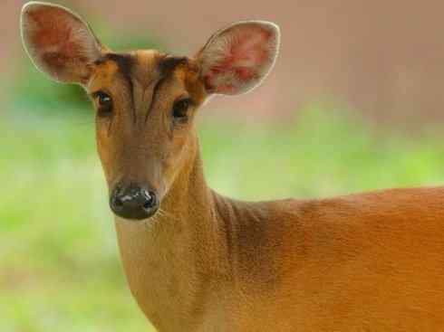 麒麟：传说的兽原型探秘（麂）