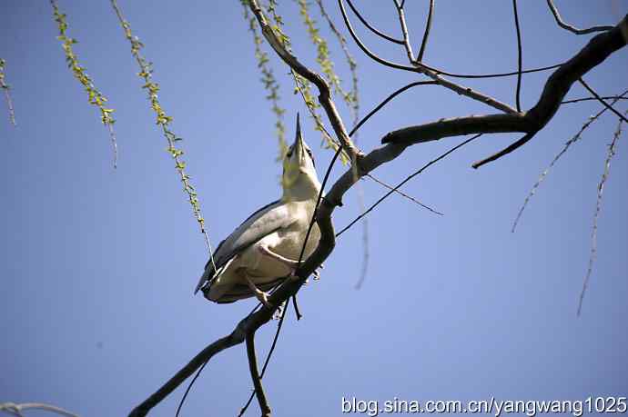 建家筑巢（夜鹭）
