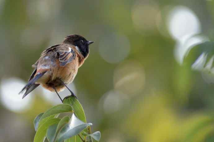 近几天拍到的鸟（拍鸟季来了鈥斺敼！）