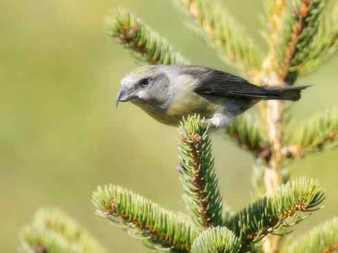 猎奇：奇特的鸟喙之四
