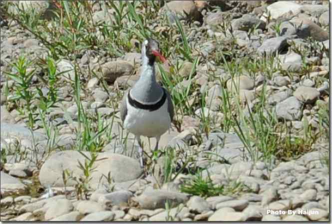  点击图片或使用键盘← →翻页