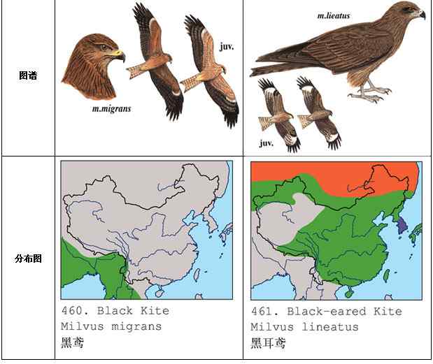 黑鸢？黑耳鸢？（组图，3张图片）