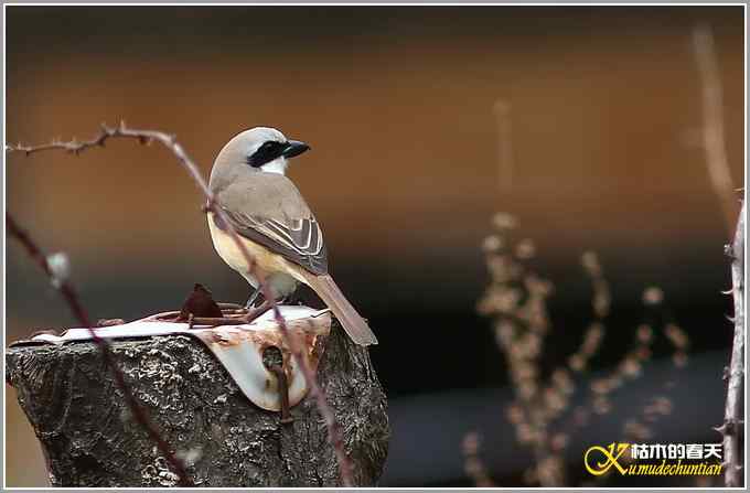 红尾伯劳一组【照片】
