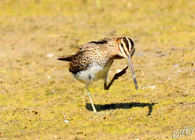 圆明园&nbsp;wbr路&nbsp;wbr扇尾沙锥和针尾沙锥