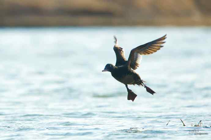 一组斑脸海番鸭逆光起飞