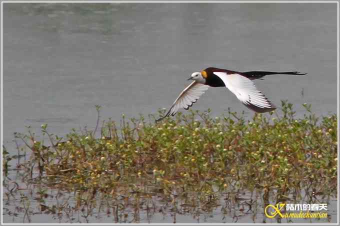 记录鈥溗翕潯菊掌
