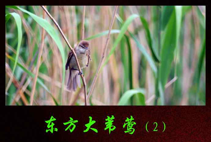 东方大苇莺（2）