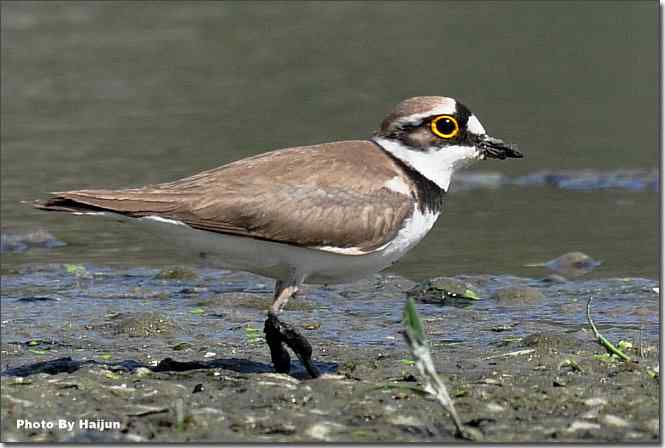 湿地拍鸟儿归来兮 点击图片或使用键盘← →翻页