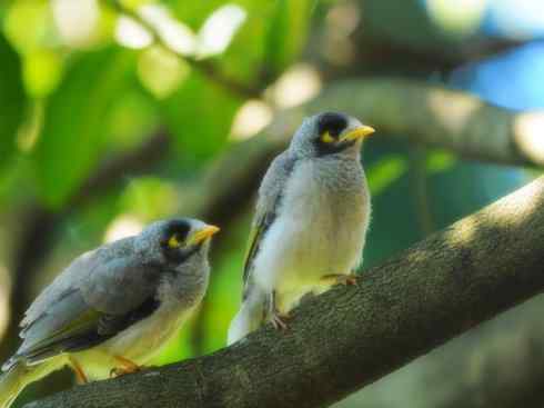 雀鸟也彪悍：鸟中恶霸（黑头矿鸟）