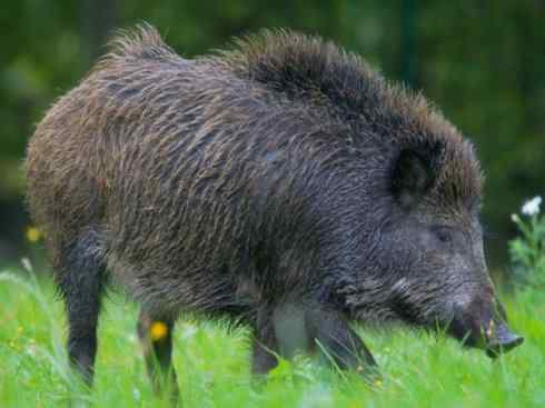 动物世界：山寨还是原创之四