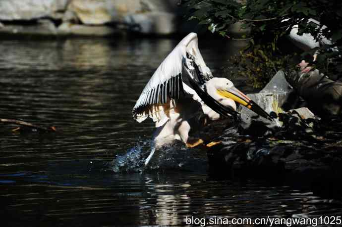 北京动物园的鸟类——鹈鹕（大白）近况