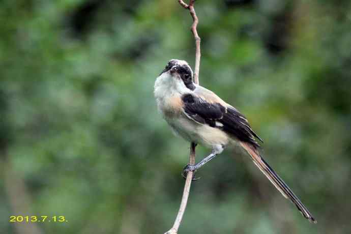 207.小伯劳成长记（3）亲鸟育儿篇