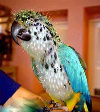 乱伦的后果 乱伦的后果