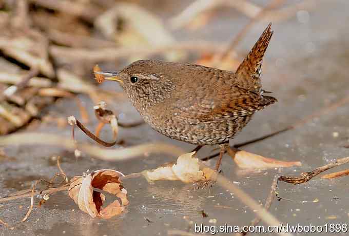 赤颈鸫和小鹪鹩