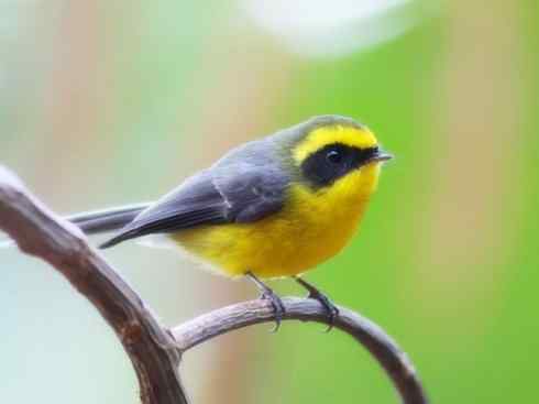 雀鸟也彪悍：霓裳飘舞（绶带）