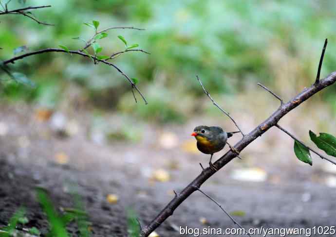 又遇相思鸟(1) 又遇相思鸟(1)