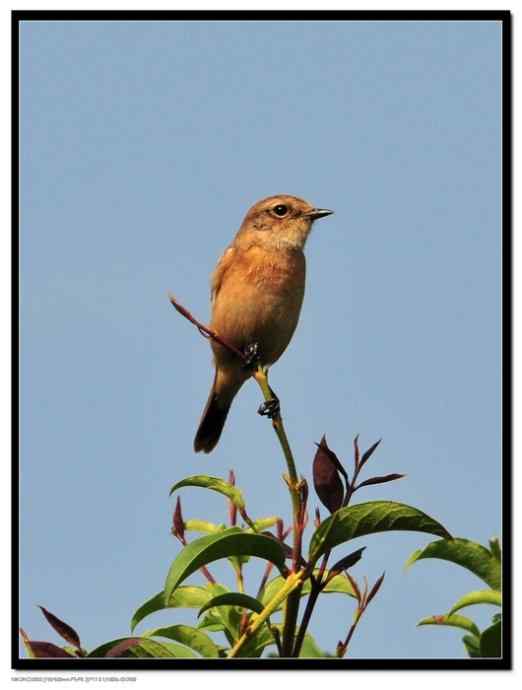 一个让人失望的春季迁徙