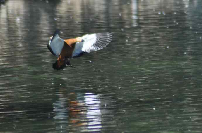 八月十六（杂片）