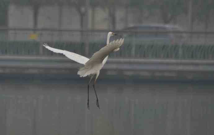 奥林匹克公园白鹭飞 wbr2