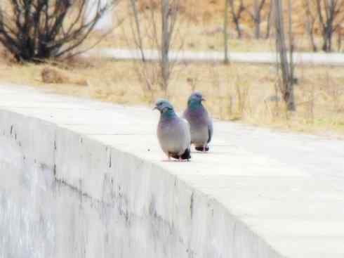 家禽驯化之源之四