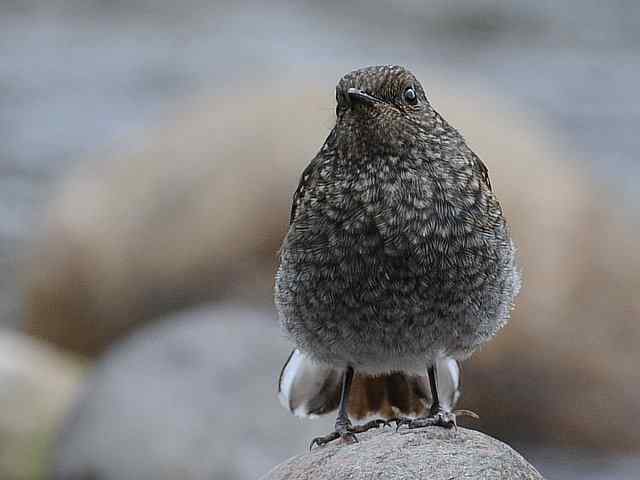 十渡有鸟初长成 wbr. wbr养在溪边人尽识