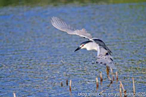 寻鱼的夜鹭（2）