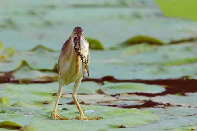 鱼宴（将府黄苇鳽）