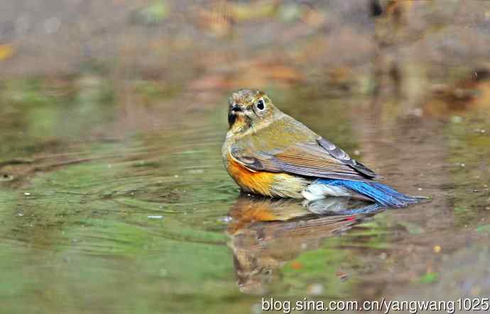 雌性红胁蓝尾鸲(63) 雌性红胁蓝尾鸲(63)