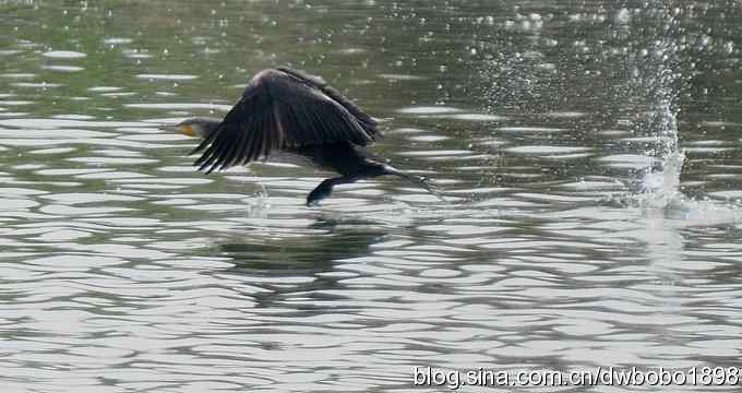 沙河水鸟乐拍 沙河水鸟乐拍
