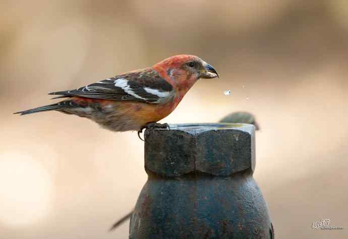 一对罕见的白翅交嘴雀 一对罕见的白翅交嘴雀