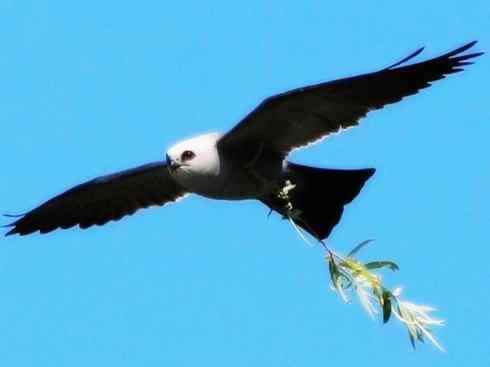 白头鸟系列：另类的美丽（燕尾鸢）