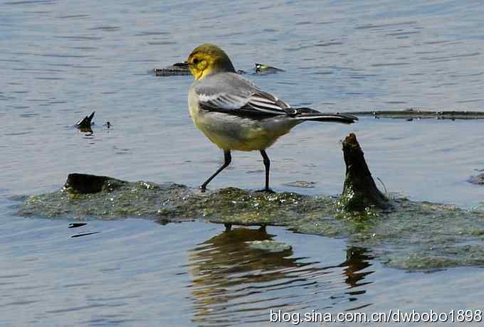 沙河观鸟 沙河观鸟