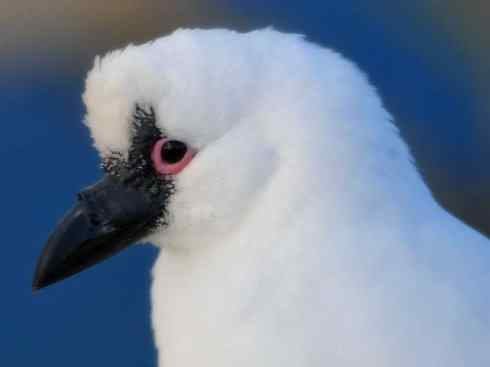 奇特的盔：白鞘嘴鸥