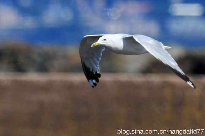 环嘴鸥（3）