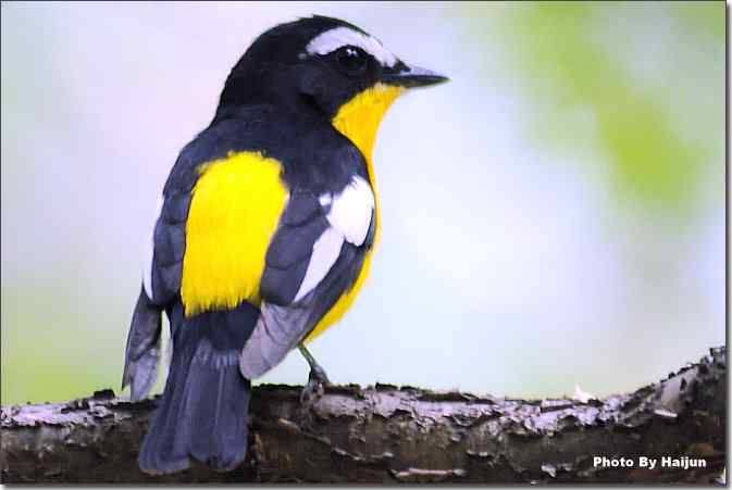  点击图片或使用键盘← →翻页