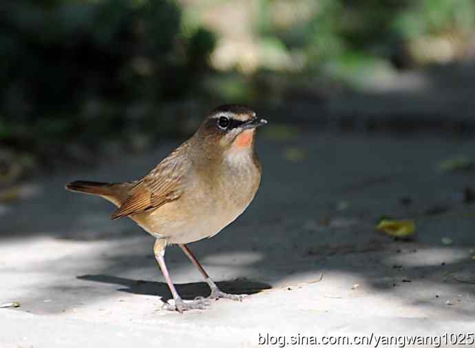 红喉歌鸲 红喉歌鸲
