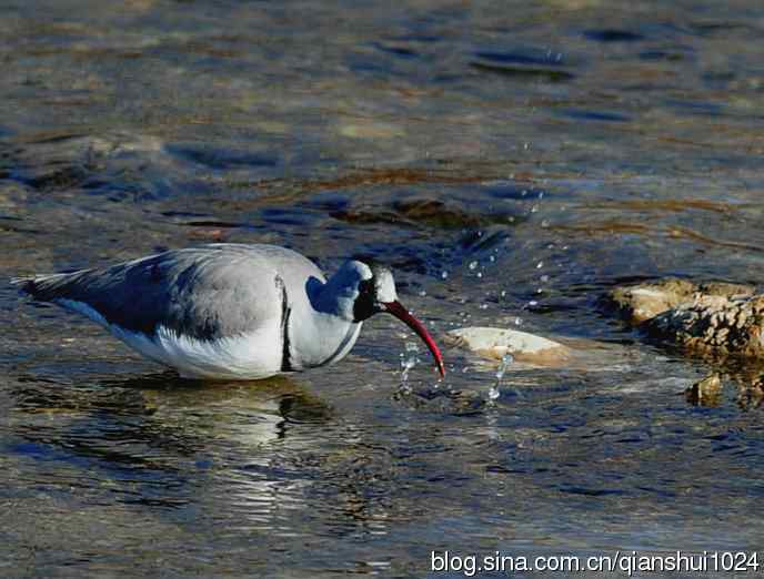 再遇鹮嘴.喜出望外