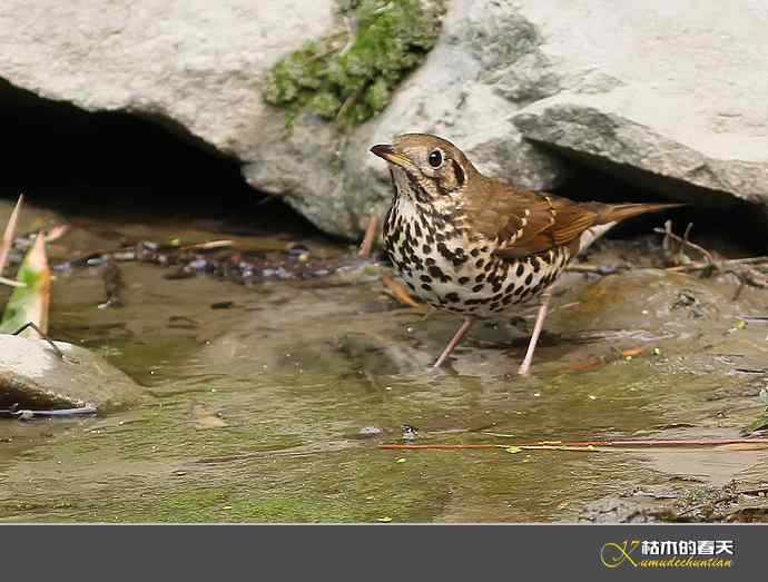 斑鸫•宝兴歌鸫•乌灰鸫【实拍】 斑鸫•宝兴歌鸫•乌灰鸫【实拍】