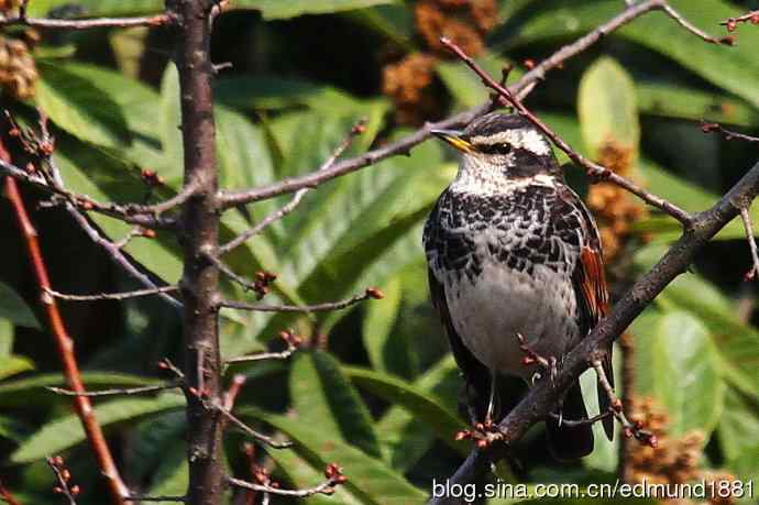 初哥守株待兔之收获