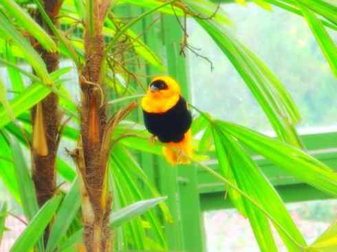 十大鸟类建筑师之二（织布鸟、维达雀）